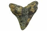 Serrated, Fossil Megalodon Tooth - North Carolina #361724-1